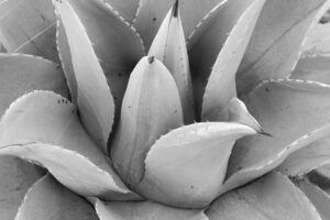 Untitled #5 (Adoration of the Agave)